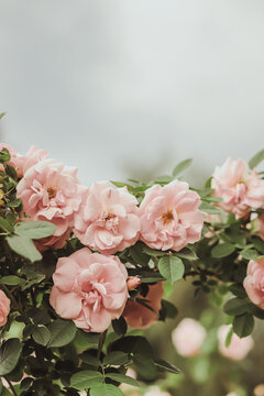 Close up of bush with green leaves and small pink roses