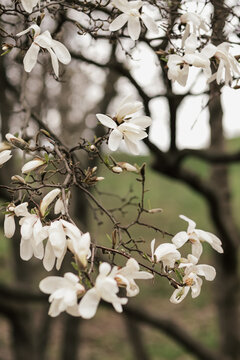 Delicate white blossoming on magnolia tree