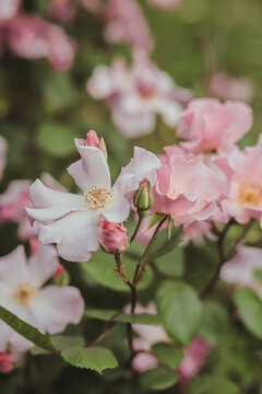 Spring blooming of tender pink roses on wild bush
