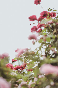 Green bush with profuse blooming of pink roses