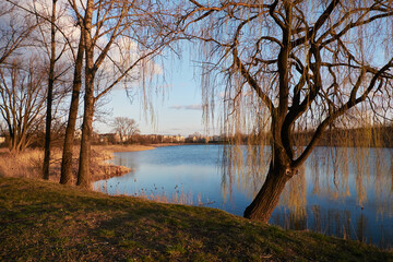 autumn willows by the lake
