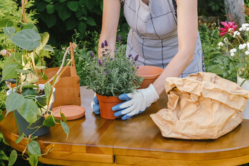 Gardening concept. Unrecognizable young woman planting lavender plant into ceramic pot outdoors.