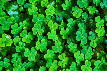 Vibrant green clovers cover forest floor up close