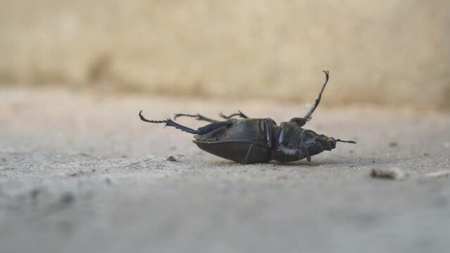 Stag beetle Lucanus cervus female is lying on her back on the concrete floor and cannot turn over. Side view