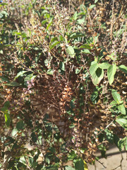 Leaves