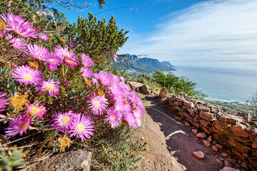 Pink flowers growing on a mountain with rugged hiking trail and blue sky background by the sea....