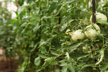 Planting tomatoes in a greenhouse. Growth and flowering of tomatoes. Growing organic products. The concept of an organic farm. selective focus on the right side of the photo