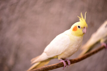 small wild bird cockatiel with yellow feathers on the head, macro photography with blur