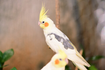 Fototapeta premium small wild bird cockatiel with yellow feathers on the head, macro photography with blur