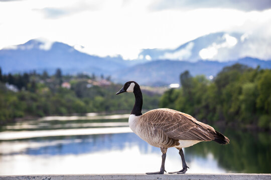 Photo Reference Image Goose Goose Images – Browse 829,931 Stock Photos, Vectors, and Video | Adobe ...