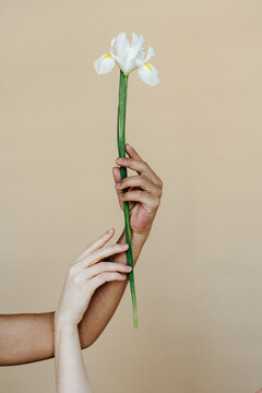 Diverse crop women touching white flower