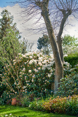 White Rhododendron flowers growing in a garden in spring. Pretty flower bush thriving in a backyard surrounded by trees plants and a green lawn. Cultivated gardening area with perennial shrubs