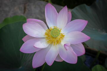 Lotus flower in Boboli botanical garden, Florence 