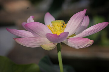 Lotus flower in Boboli botanical garden, Florence 