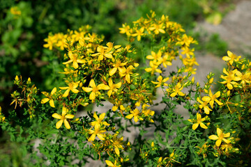 St. John's wort, close-up as a texture for the background