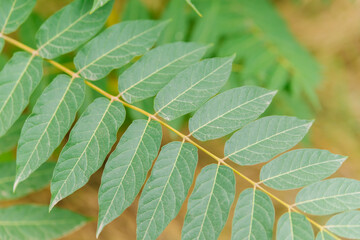 Narrow and long green leaves. Natural background and texture. Environment, ecology. Garden. Beauty is in nature.