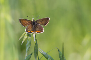 Motyl modraszek agestis na zielonym tle