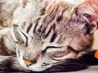 Sleeping kitten striped in close-up