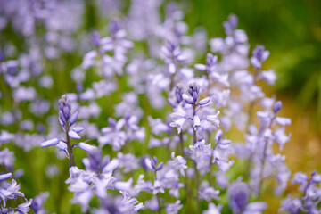 Closeup of common bluebell flowers growing and flowering on green stems in remote field, meadow or home garden. Textured detail of backyard blue kent bell or campanula plants blossoming and blooming - obrazy, fototapety, plakaty