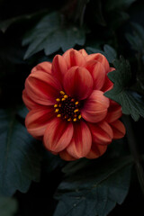 Red Dahlia Flower