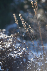 A dry garden covered in snow on a sunny day outdoors in the backyard of a home. Detail of snowy plants or nature in a park field on a cold winter afternoon. Nature covered with frost or ice in a yard