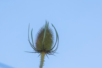 Flowering umbel of wild teasel with purple colored buds