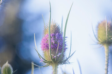 Flowering umbel of wild teasel with purple colored buds - obrazy, fototapety, plakaty