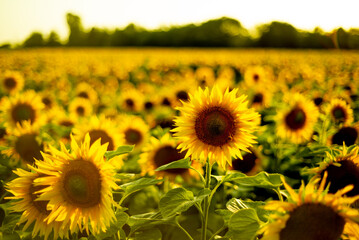 Obraz premium sunflower field in summer at sunset