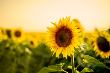 Sunflower close-up on a background of evening sky at sunset. Side view. High quality photo