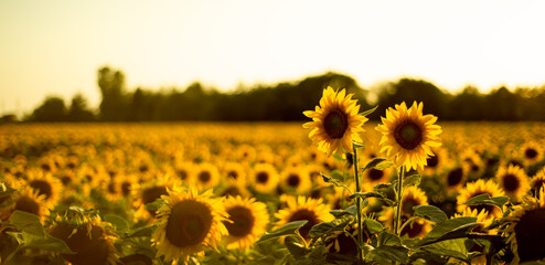 Beautiful sunflowers in a yellow sunflowers at sunset