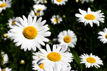 Fototapeta premium Daisies In A Field