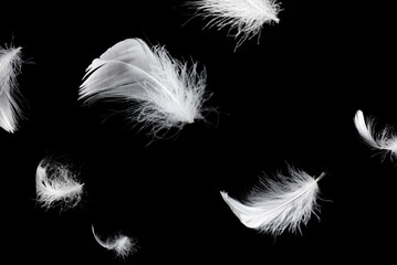 White feather isolated on a black background.