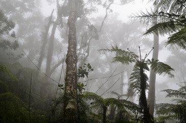 Trees are surrounded by fog while climbing Mt. Kinabalu in Borneo
