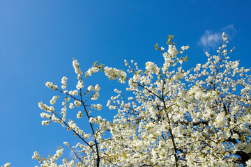 White cherry blossom tree against a blue sky with copy space. Beautiful flowers growing on a branch in forest of botanical garden outdoors. Detail of blossoming flowerheads on sweet fruit tree