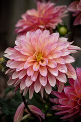 Obraz premium Pink Dahlia Flower Close Up