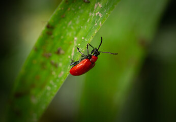 Red Beetle On A Leaf