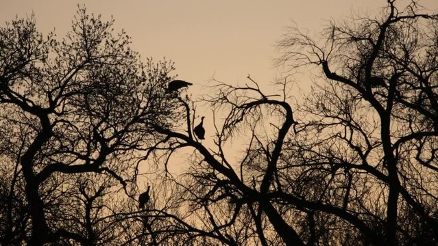 Wild turkeys roost in the tops of cottonwood trees just after sunset. The turkeys and trees are silhouetted against a pale orange sky.