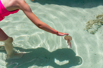 a standing knee-deep in sea water child touches carefully with fingers the bell of a purple jellyfish swimming in the sea near the beach. Getting to know the marine life concept. 