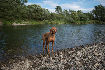 Wyżeł węgierski nad rzeką