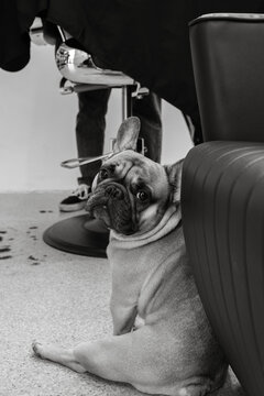 dog in barber