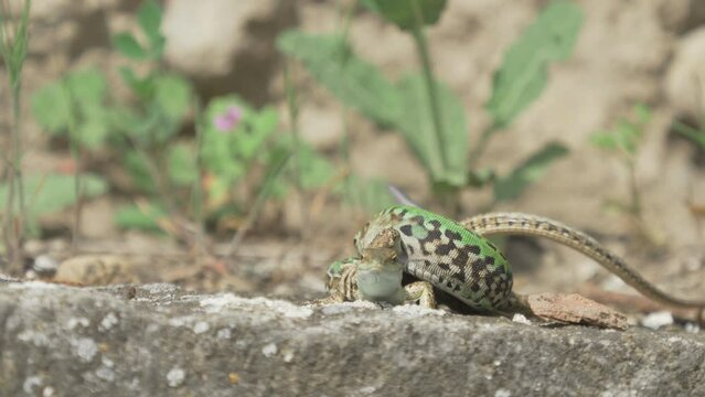 Copulation of Podarcis siculus lizard in situ