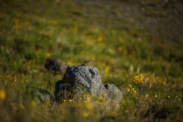 Chipmunk on lava rock in the mountain tundra of Colorado