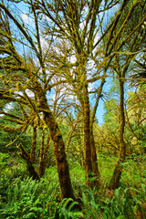 Fototapeta premium Unusual trees in forest completely covered in moss