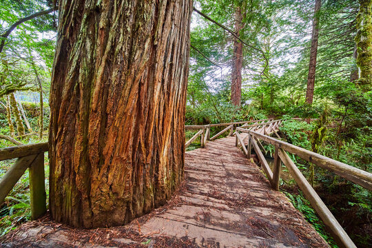 Wooden Walking Bridge With Hole Cut Out For Ancient Redwood Tree