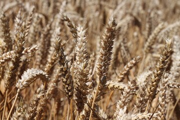 Fototapeta premium Champ de blé