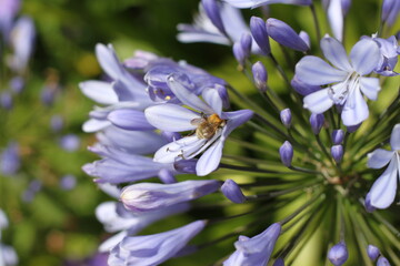 L'agapanthe fleur de l'amour