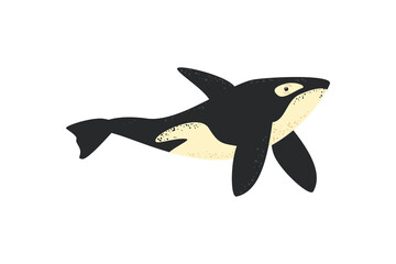 flat killer whale