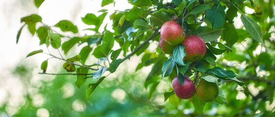 Apples in my gardenm. Red apples growing on a tree in a lush orchard on a sunny day outdoors. Closeup of ripe, fresh and sweet produce cultivated and harvested on an organic farm or fruit plantation.