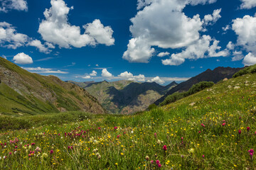 alpine meadow in the mountains with flowers