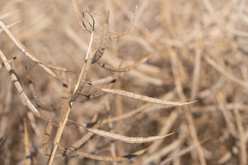Close-up of ripe and dry rapeseed, in the field, against a light background in nature